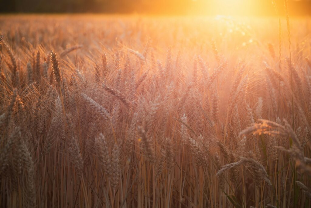 Campo di grano dorato al tramonto
